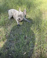 Zeuz, a male French Bulldog for sale in Summerfield, FL – Photo 1 of 2