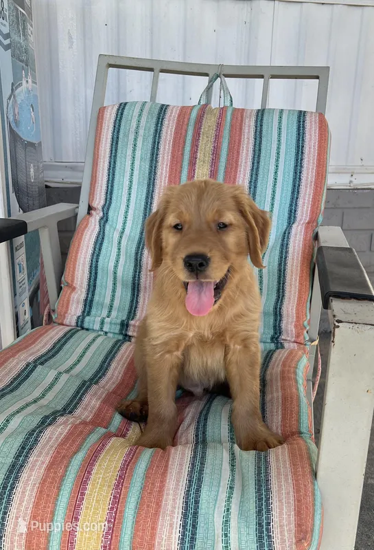 Sebastián , a male Golden Retriever for sale in Summerfield, FL – Photo 1 of 1