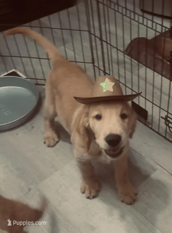 Luca – Golden Retriever puppy for sale in Summerfield, FL