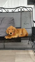 Kira , a female Golden Retriever for sale in Summerfield, FL – 2 of 3