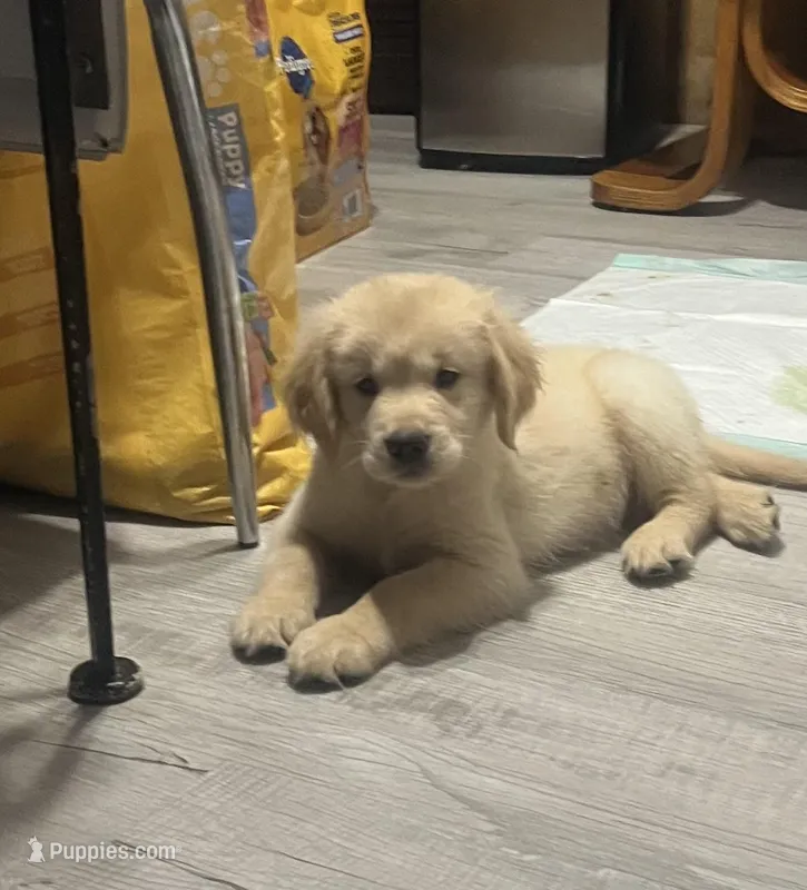 Zeus , a male Golden Retriever for sale in Summerfield, FL – Photo 1 of 2