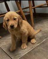 Luca, a male Golden Retriever for sale in Summerfield, FL – 2 of 2