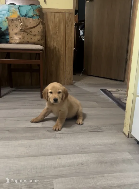 Sasy – Golden Retriever puppy for sale in Summerfield, FL