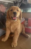 Sabana, a female Golden Retriever for sale in Summerfield, FL – 1 of 2