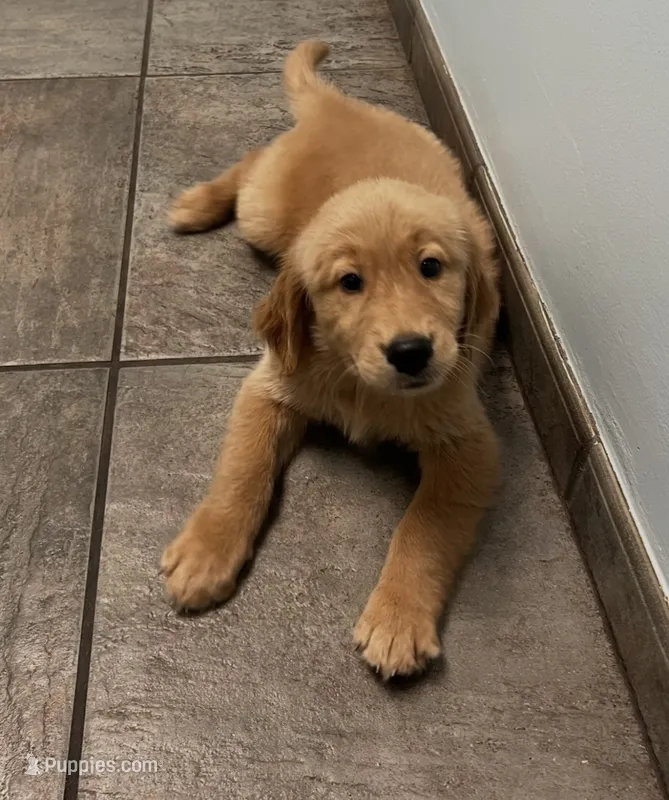 Sasy – Golden Retriever puppy for sale in Summerfield, FL