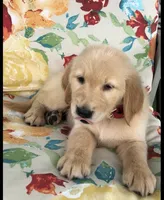 Sabana, a female Golden Retriever for sale in Summerfield, FL – 2 of 2