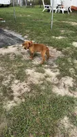 Kira , a female Golden Retriever for sale in Summerfield, FL – 3 of 3