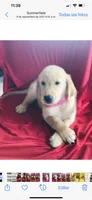 Linda, a female Golden Retriever for sale in Summerfield, FL – Photo 2 of 2