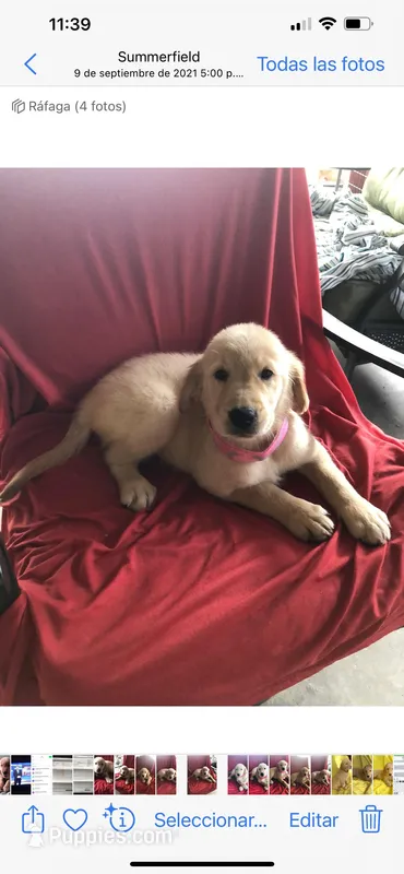 Linda – Golden Retriever puppy for sale in Summerfield, FL