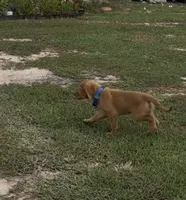 Luca, a male Golden Retriever for sale in Summerfield, FL – 3 of 3