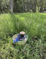 Sky, a male Pug for sale in Summerfield, FL – Photo 2 of 2