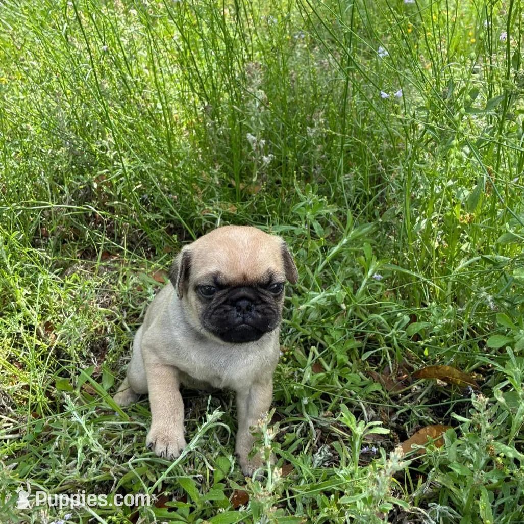 Sky – Pug puppy for sale in Summerfield, FL