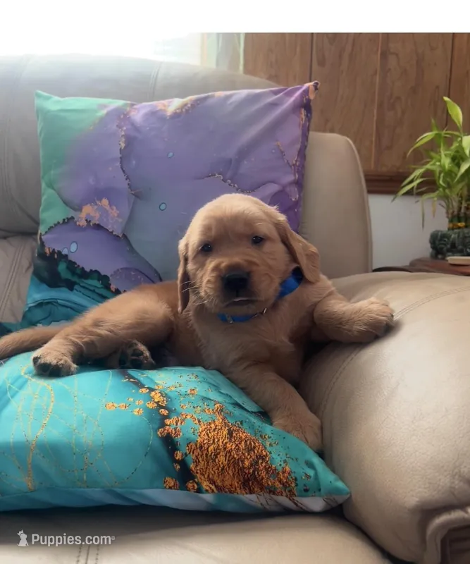 Rocco – Golden Retriever puppy for sale in Summerfield, FL