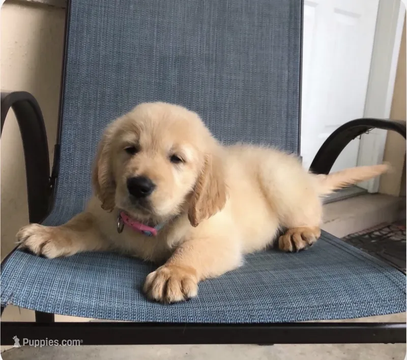 Diva – Golden Retriever puppy for sale in Summerfield, FL