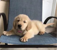 Diva, a female Golden Retriever for sale in Summerfield, FL – 1 of 1
