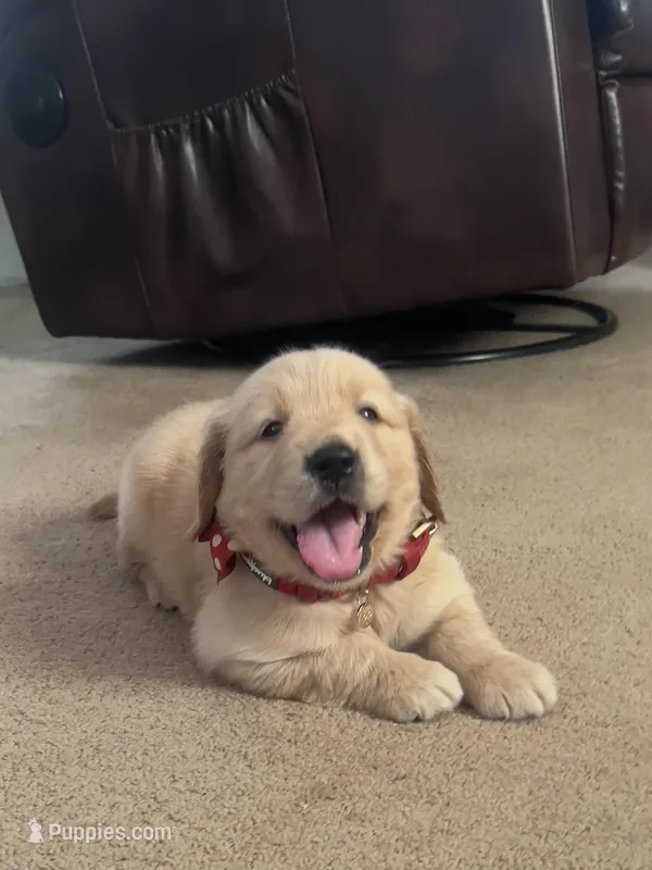 Salomé  – Golden Retriever puppy for sale in Summerfield, FL