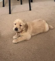 Salomé , a female Golden Retriever for sale in Summerfield, FL – Photo 2 of 2