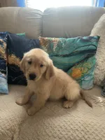 Venus , a female Golden Retriever for sale in Summerfield, FL – 2 of 2