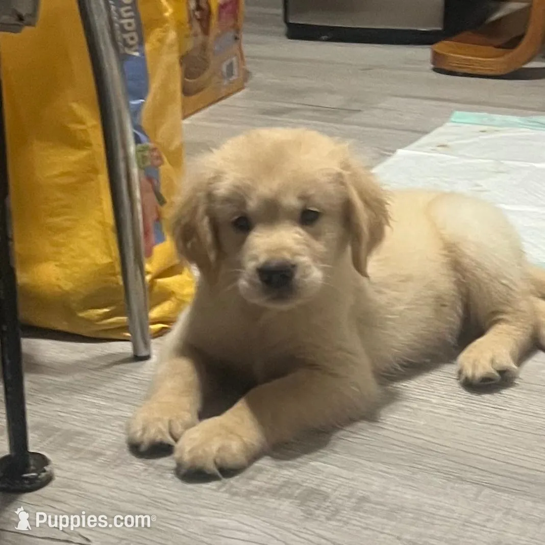 Rocco – Golden Retriever puppy for sale in Summerfield, FL