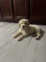 Rocco, a male Golden Retriever for sale in Summerfield, FL – Photo 2 of 2