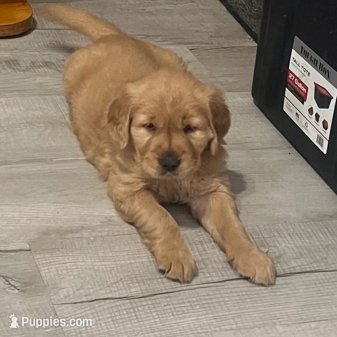 Nuvy, a female Golden Retriever for sale in Summerfield, FL – Photo 1 of 1