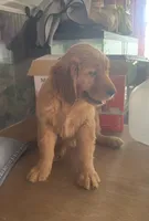 Sabana, a female Golden Retriever for sale in Summerfield, FL – 2 of 2