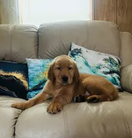 Sky, a male Golden Retriever for sale in Summerfield, FL – 2 of 2