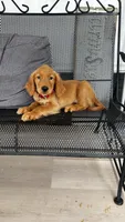 Kira , a female Golden Retriever for sale in Summerfield, FL – 1 of 3