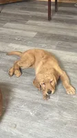 Rocco, a male Golden Retriever for sale in Summerfield, FL – 2 of 2