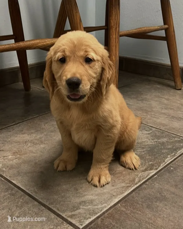 Luca, a male Golden Retriever for sale in Summerfield, FL – 1 of 2