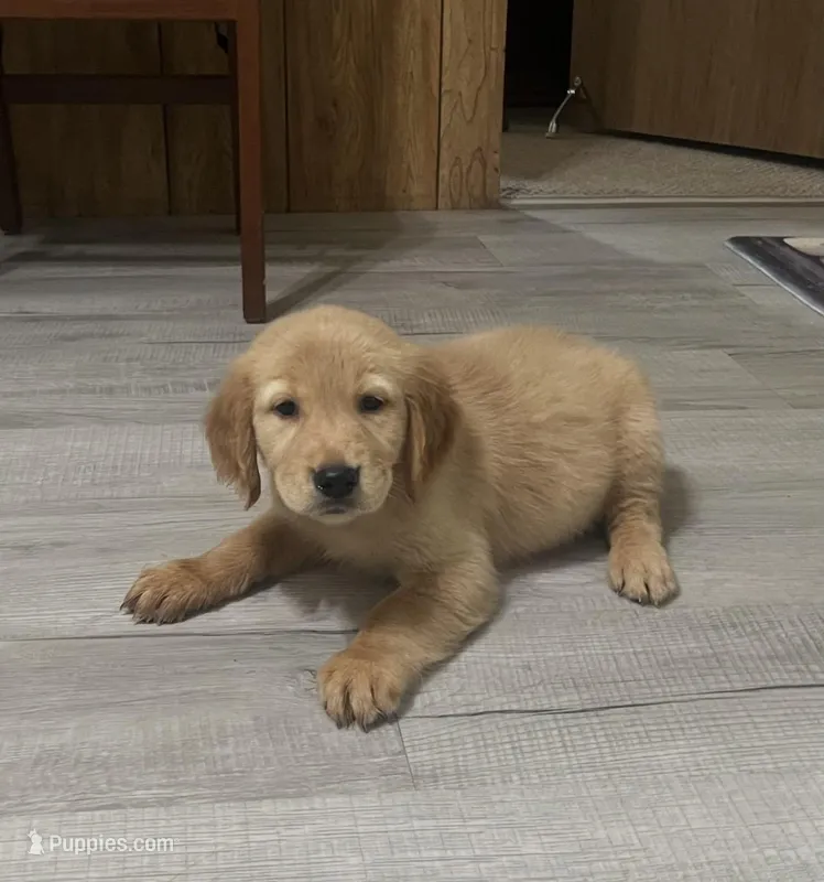 Samanta – Golden Retriever puppy for sale in Summerfield, FL