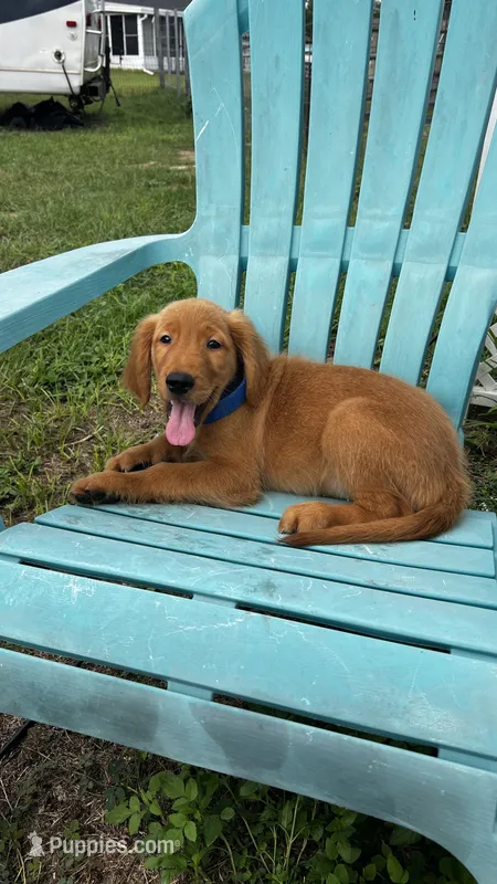 Luca – Golden Retriever puppy for sale in Summerfield, FL