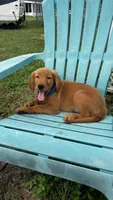 Luca, a male Golden Retriever for sale in Summerfield, FL – 1 of 3