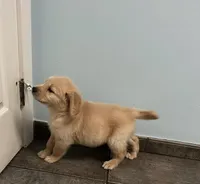 Zeus , a male Golden Retriever for sale in Summerfield, FL – Photo 2 of 2