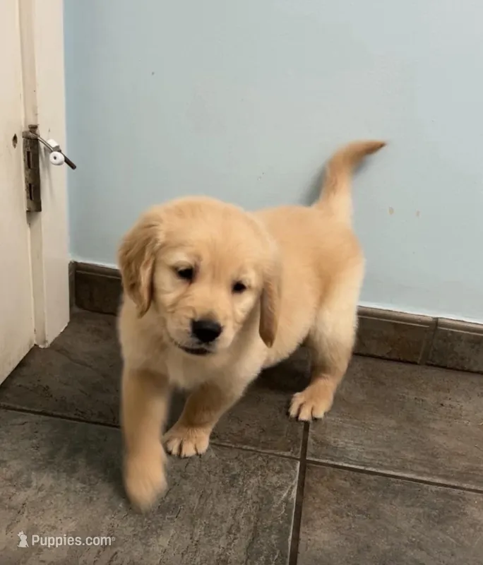 Zeus , a male Golden Retriever for sale in Summerfield, FL – Photo 1 of 2