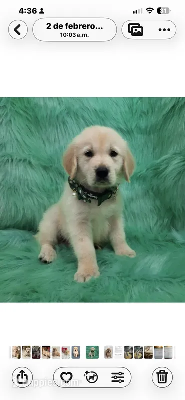 Caramelo – Golden Retriever puppy for sale in Summerfield, FL