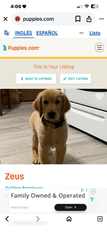 Caramelo – Golden Retriever puppy for sale in Summerfield, FL