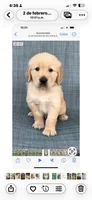 Caramelo, a male Golden Retriever for sale in Summerfield, FL – Photo 2 of 2