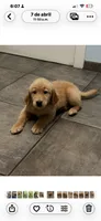 Sasy, a female Golden Retriever for sale in Summerfield, FL – 2 of 2