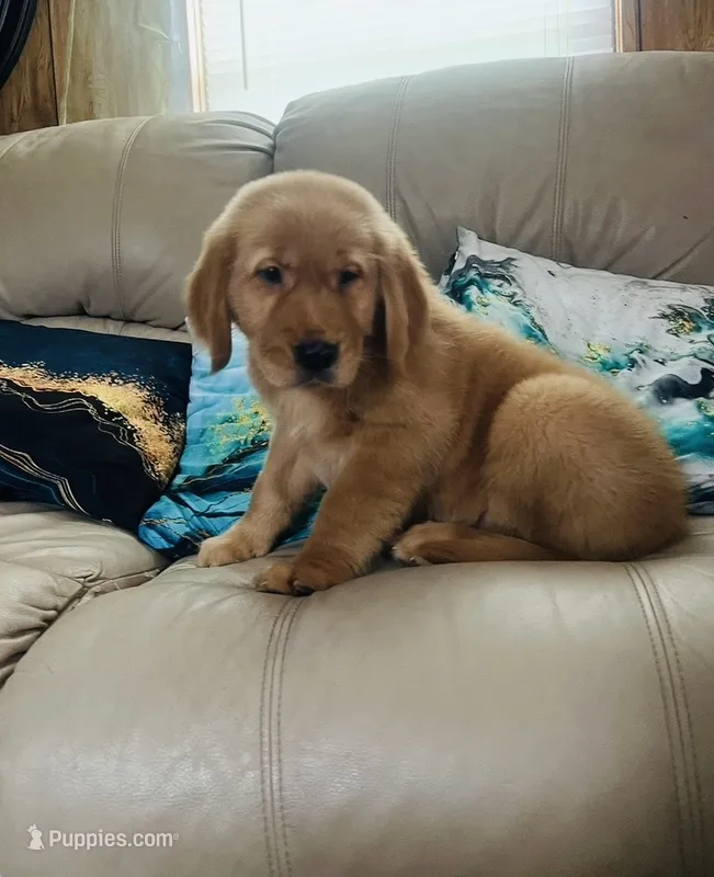 Sky – Golden Retriever puppy for sale in Summerfield, FL