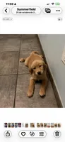 Sultán , a male Golden Retriever for sale in Summerfield, FL – Photo 2 of 2