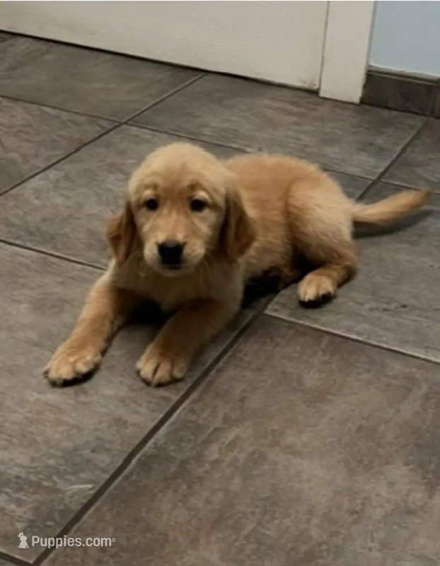 Sultán  – Golden Retriever puppy for sale in Summerfield, FL