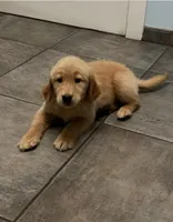 Sultán , a male Golden Retriever for sale in Summerfield, FL – Photo 1 of 2