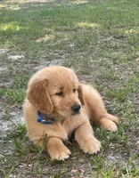 Luca, a male Golden Retriever for sale in Summerfield, FL – Photo 2 of 2