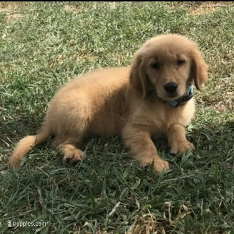 Luca – Golden Retriever puppy for sale in Summerfield, FL