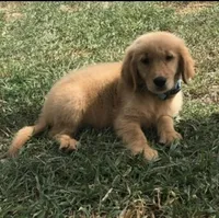 Luca, a male Golden Retriever for sale in Summerfield, FL – Photo 1 of 2