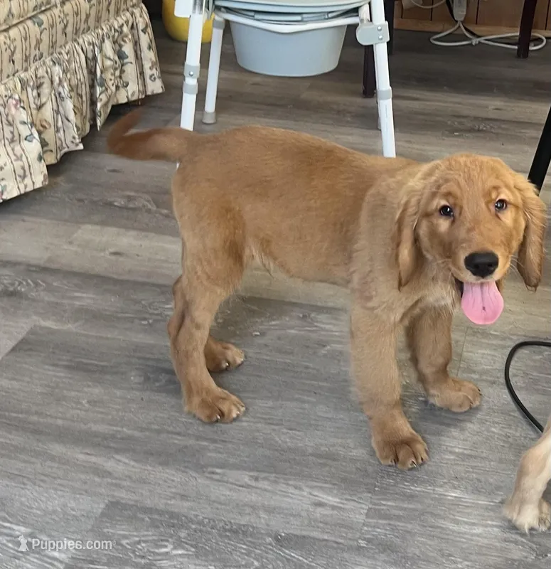 Sky – Golden Retriever puppy for sale in Summerfield, FL