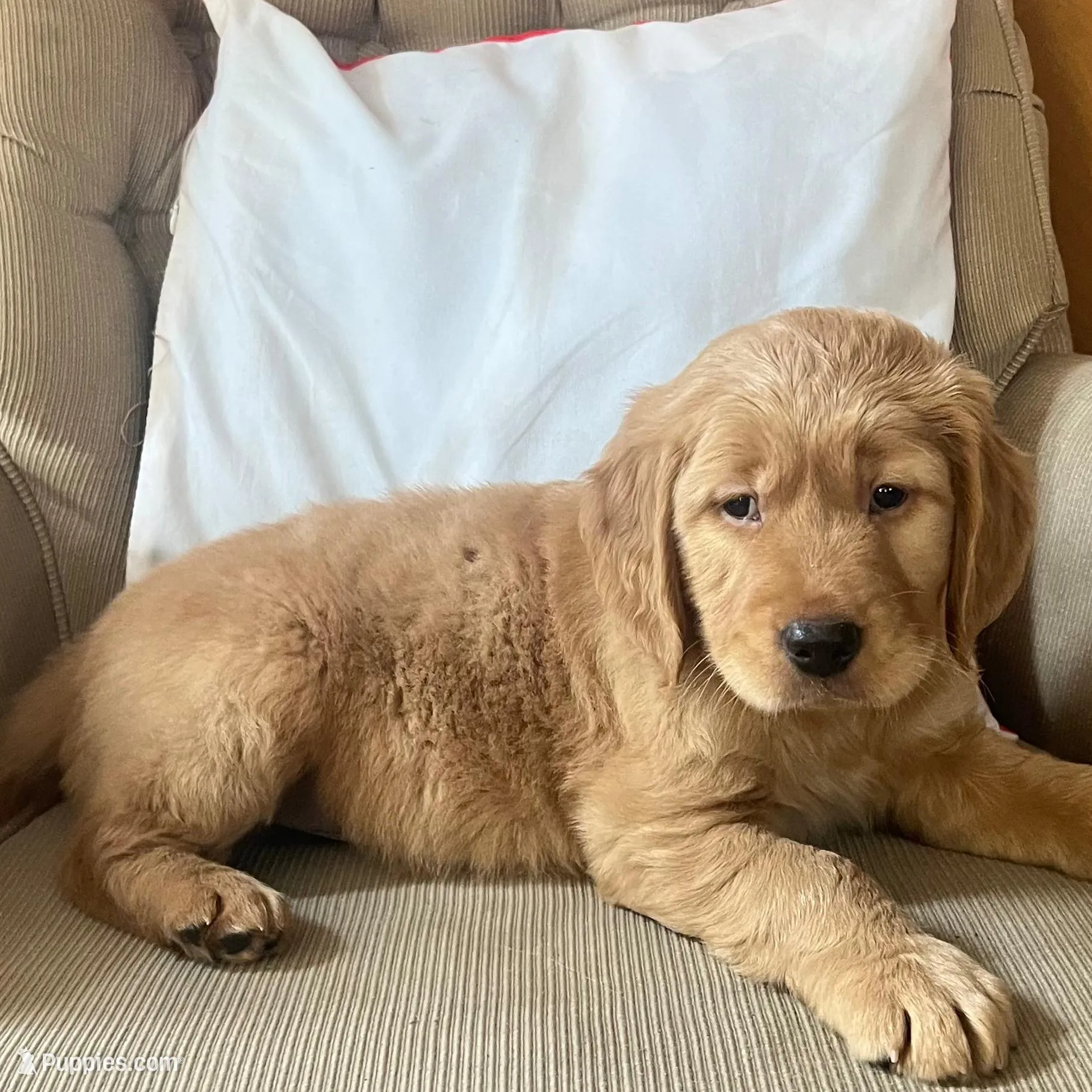Luca, a male Golden Retriever for sale in Summerfield, FL – Photo 1 of 1