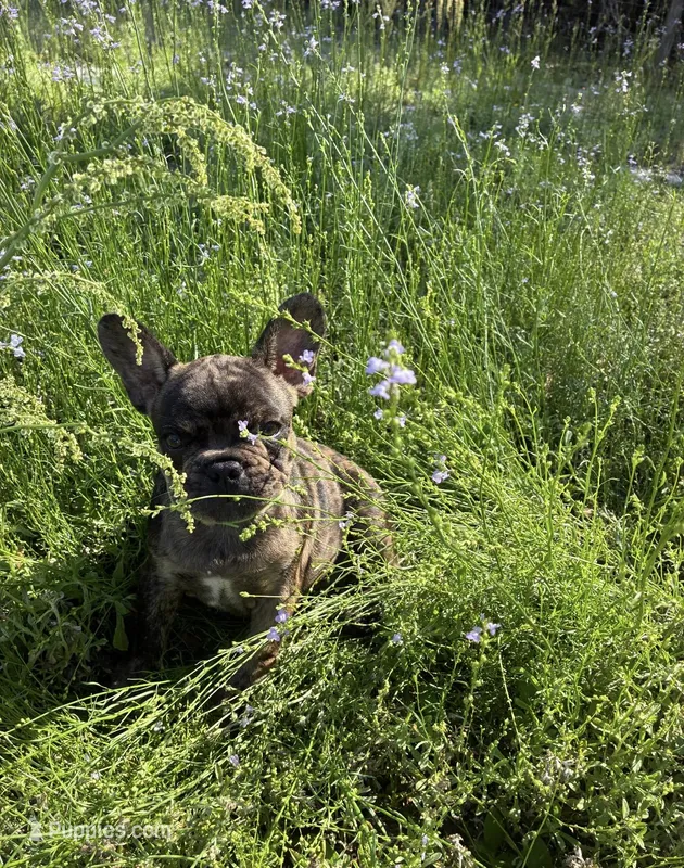 Pluto  – French Bulldog puppy for sale in Summerfield, FL