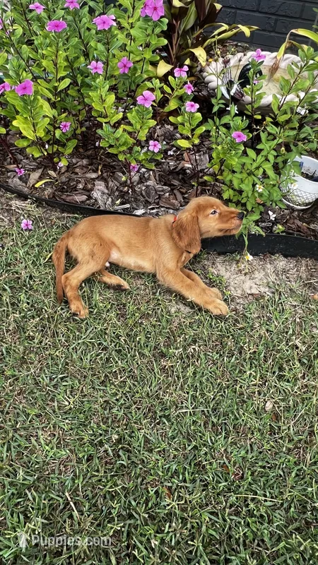 Cuma – Golden Retriever puppy for sale in Summerfield, FL